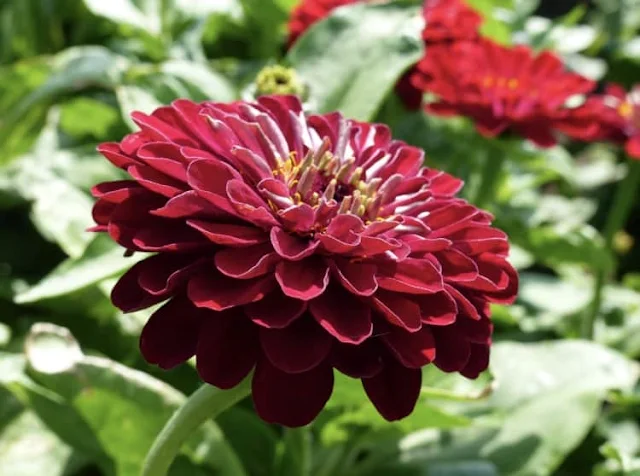 Zinnia, flor roja.