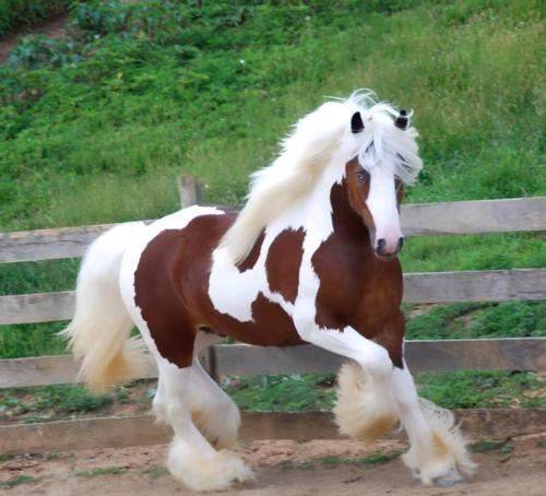 Most Beautiful Horse