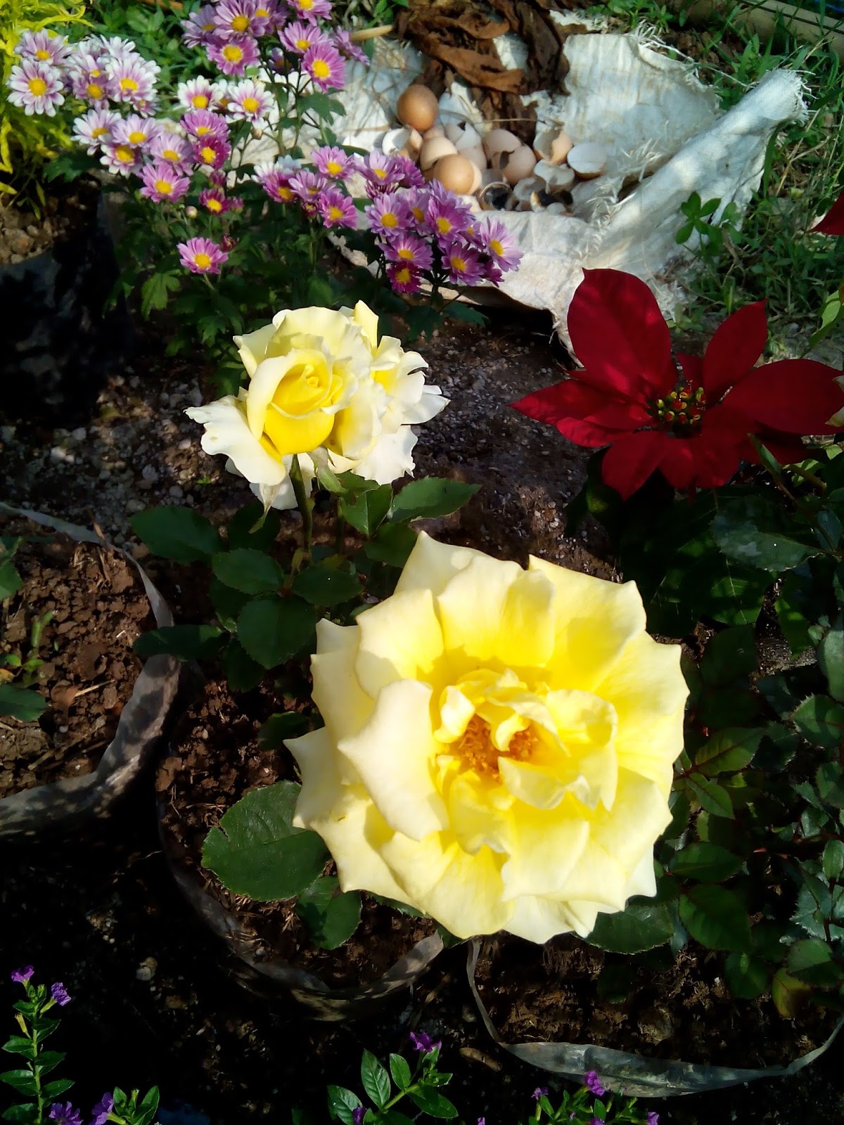 Abkan Foto  Bunga  Mawar  Kuning Muda