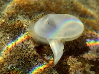 A clam presumed extinct for 40,000 years has been found alive.