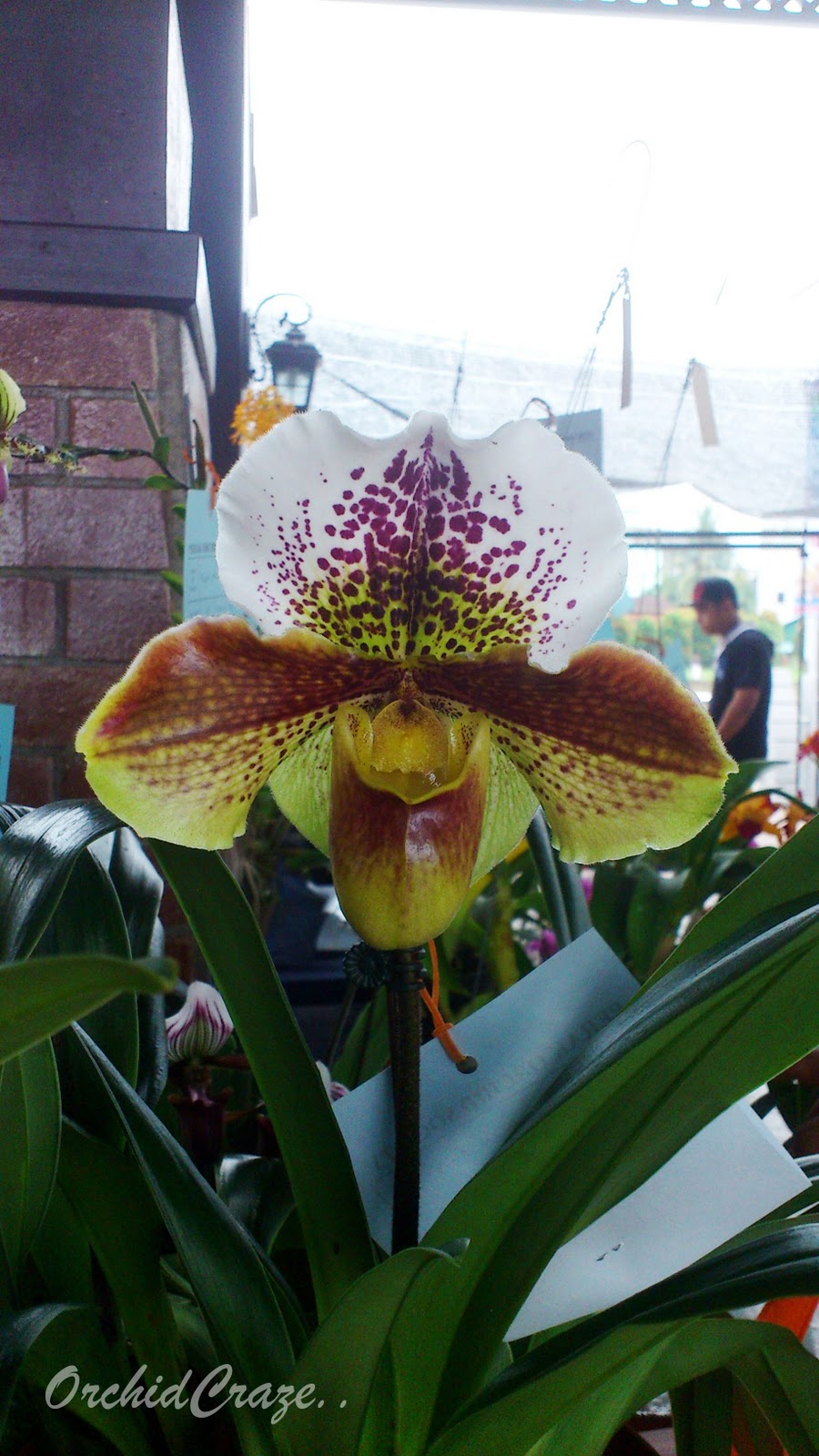 OrchidCraze: Parit Buntar Orchid Show ( Agrofest 2012)