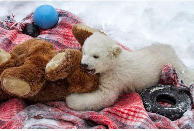 Polar bear vs Teddy bear (7 pics), polar bear cub picture, polar bear cub play with bear toy