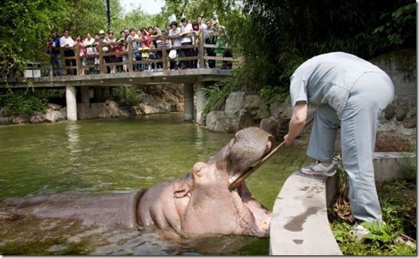 Hippopotamus Teeth Brushing  (3)