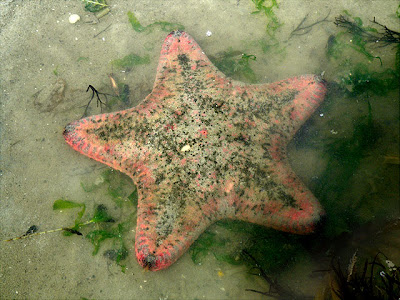 Cake Sea Star (Anthenea aspera)