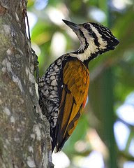 burung belatuk