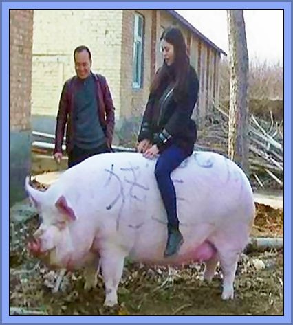 China Produces Big Pig Numbers