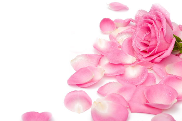 Hot Pink Rose Petals Place