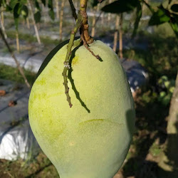 Bibit Pohon Mangga Gajah Unggul