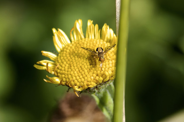 Myopites blotii on Common Fleabane Pulicaria dysenterica, Indre, France.