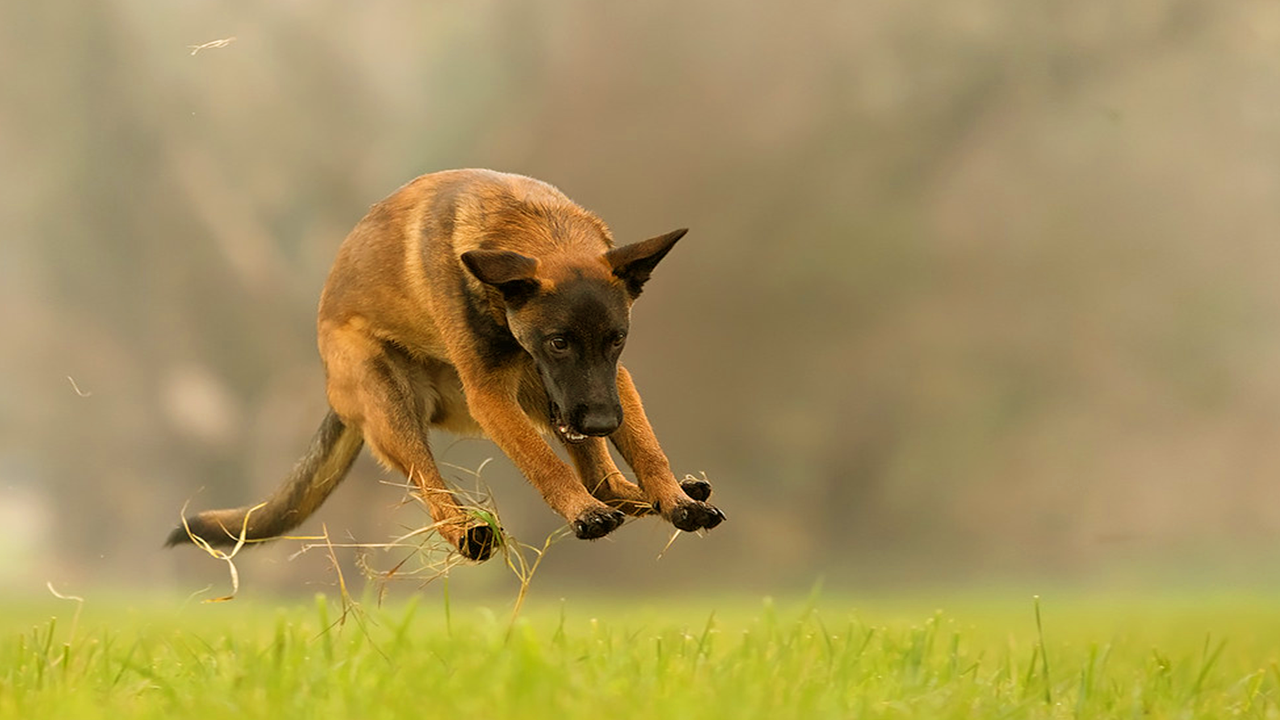 Berger malinois