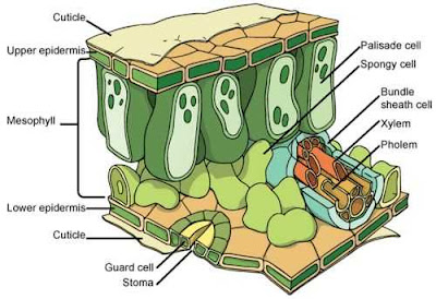 Struktur Anatomi Daun  Dikotil dan Monokotil Pusat Bio 