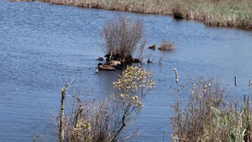 geese at south county bike path