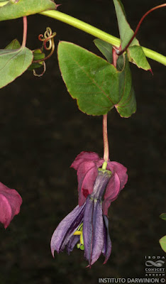 Passiflora species