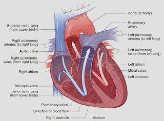 Cara Kerja , Bentuk Dan Fungsi Jantung Pada Tubuh Manusia [ www.BlogApaAja.com ]