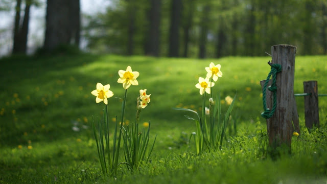 White Flowers In Forest HD Wallpaper, Flowers HD Wallpaper, 3D HQ Wallpaper, Green Life HD Wallpaper, Flowers in Forest Desktop Wallpaper, High Quality Desktop Wallpaper, Design HQ Desktop Background, Creative HD Wallpaper, Free Flowers HD Desktop Background, www.purehdwallpapers.in,  HD Flowers Wallpaper Pure-hd-wallpapers.blogspot.com