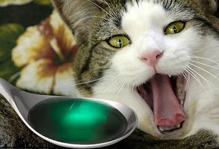 S.C.R.A.T.C.H: Makanan Yang Merbahaya Untuk Kucing Anda