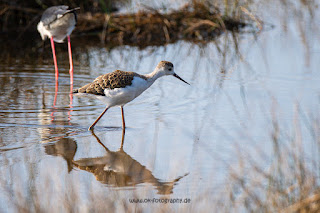 Wildlifefotografie Neretva Delta Stelzenläufer Olaf Kerber