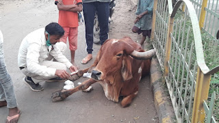 अज्ञात वाहन से घायल गाय का कंपाउंडर ने किया उपचार लोगों ने की सराहना