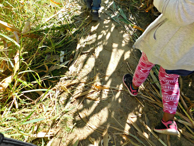 Patterson's Farm Corn Maze