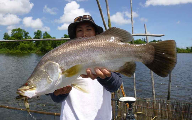 ikan baramundi raksasa