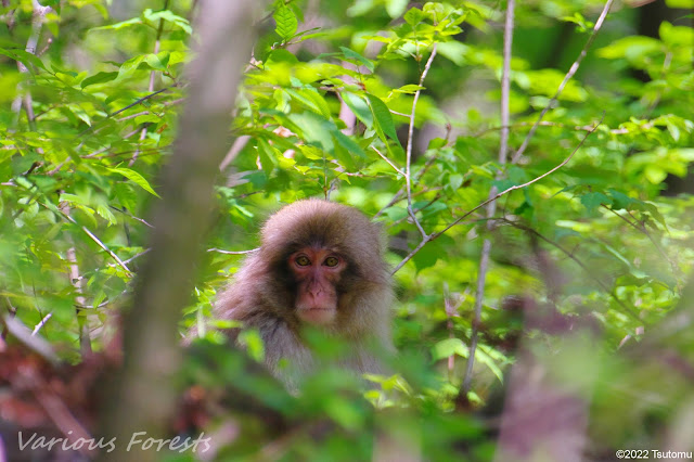 macaque(monkey)