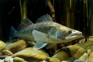 Zander Fish Photo