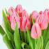  Beaytiful Tulip Flower - Tulip Images - Tulip Photos.