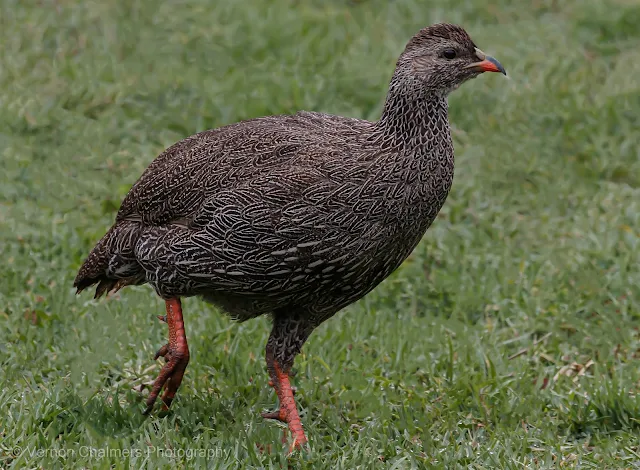 Cape Spurfowl Kirstenbosch Garden After the Rain Copyright Vernon Chalmers Photography