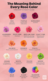 The meaning behind every rose color