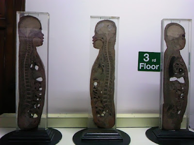 кишки человека, музей анатомии