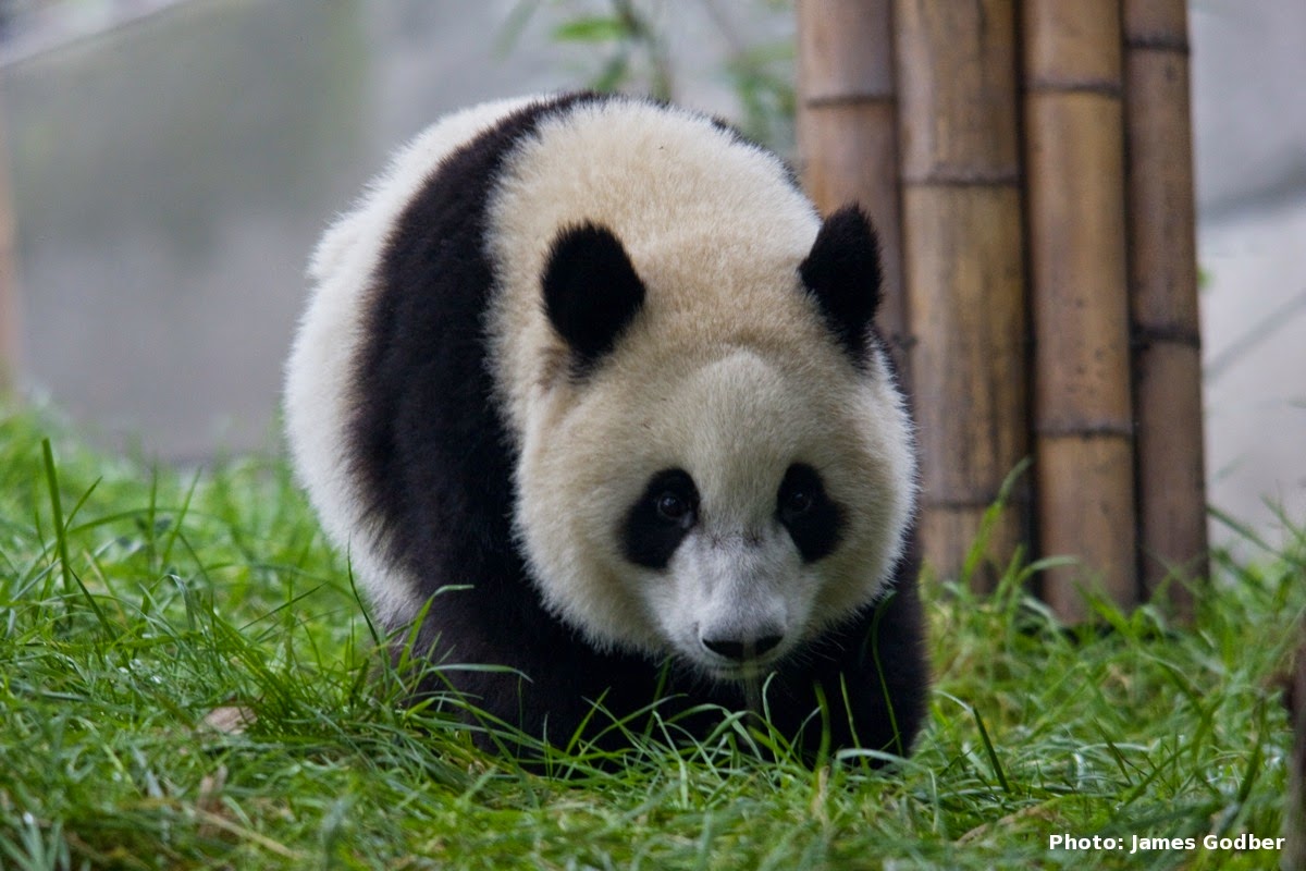 Gambar Dan Foto Lucu Panda Serta Asal Usul Panda