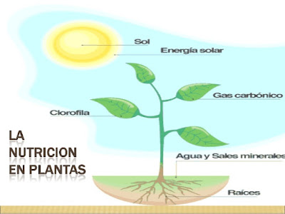 http://repositorio.educa.jccm.es/portal/odes/conocimiento_del_medio/las_plantas/contenido/cm07_oa02_es/index.html