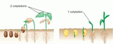 Contoh Tumbuhan Berbiji Terbuka (Gymnospermae) dan Contoh 