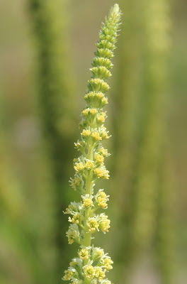 Wouw - Giele Reseda - Reseda luteola