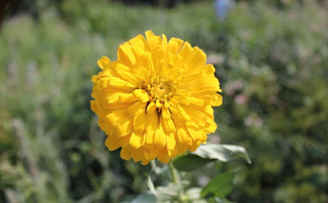 Zinnia Flowers