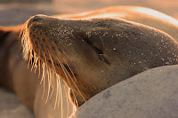 Galapagos Sleeping Sea Lion