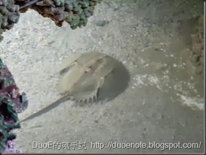 大義宮