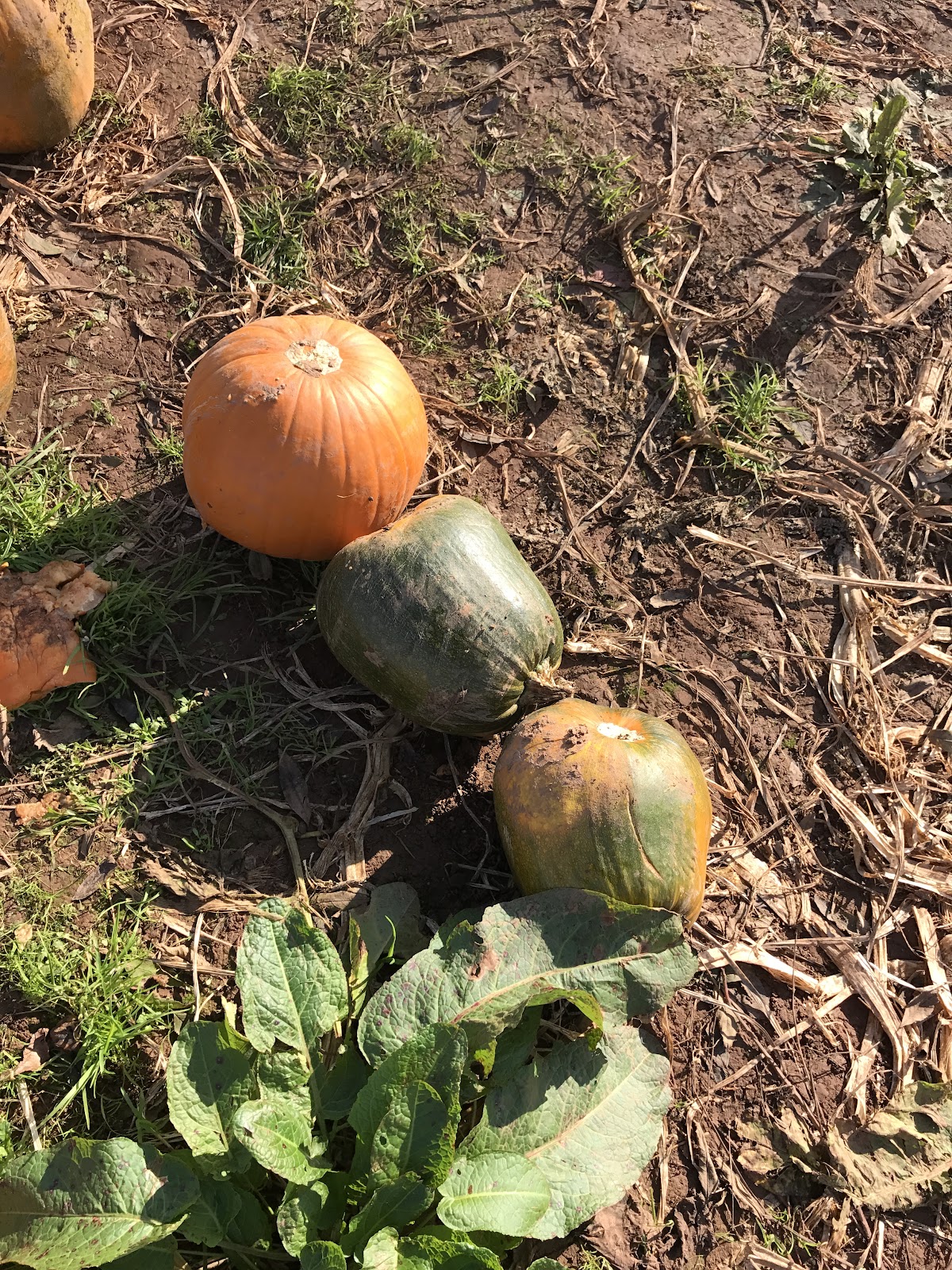 Pumpkin picking, farrington farm pumpkin festival, autumn, family days out wiltshire, kids day out, quick midweek meals, quick halloween meal ideas