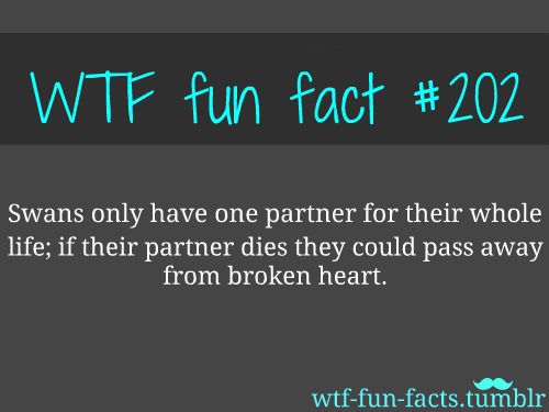 40 Amazing Random WTF Facts