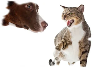 Why are Cats Afraid of Dogs?