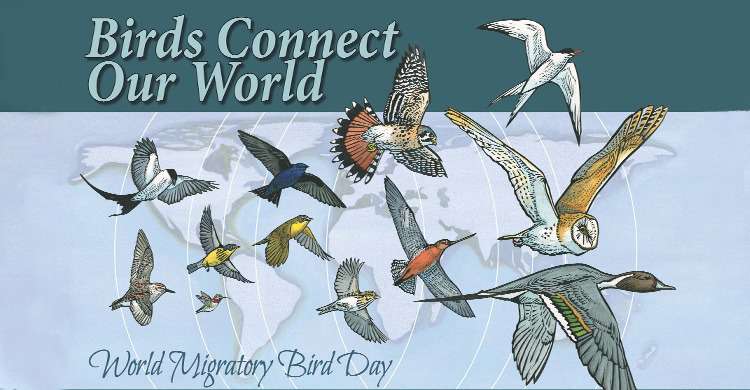 World Migratory Bird Day Wishes