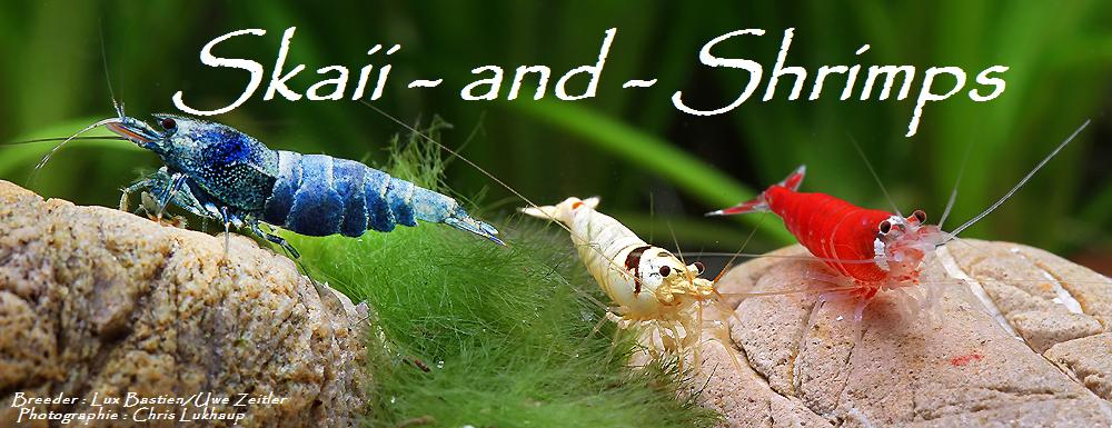 Skaii-and-shrimps
