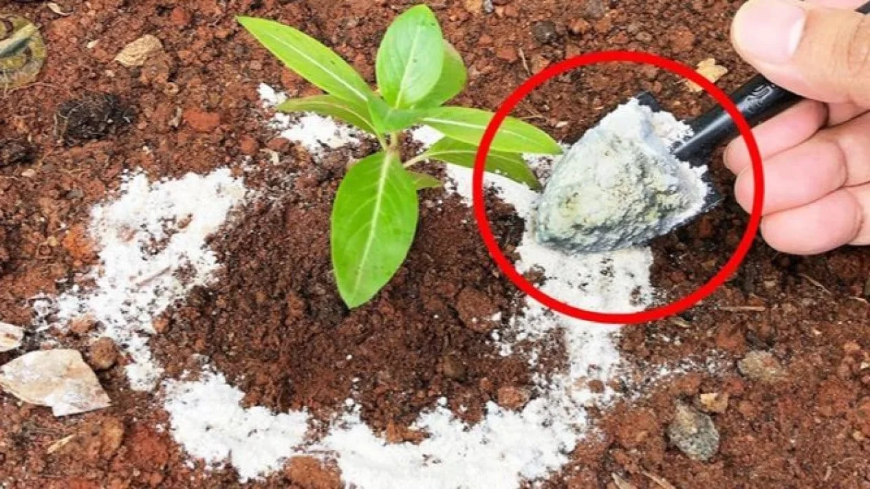 Rahasia Cairkan Hasil Panen Anda dengan Pupuk Rumahan Ajaib
