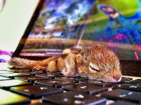 Funny animals of the week - 27 December 2013 (40 pics), baby squirrel sleeping on laptop