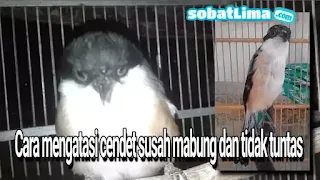 Cendet gacor,cendet mabung,cendet mabung pertama,cendet mabung berapa lama,cendet mabung tidak tuntas,cendet mabung jadi galak,cendet mabung macet bunyi,cendet mabung biar cepat selesai,cendet ngurak,perawatan cendet ngurak,merawat cendet ngurak,burung cendet ngurak,cendet ngurak tidak tuntas,ciri2 cendet ngurak,mengatasi cendet ngurak,cendet mabung berapa lama,pengembunan cendet mabung,penjemuran cendet pasca mabung,ciri-ciri cendet mabung,cendet gacor,cendet mabung dimandikan,perawatan cendet dorong ekor,burung cendet susah mabung,cendet menggembung,cendet tua,cendet bulu rusak,perawatan cendet dorong sayap,master cendet