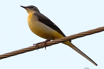 |Gray Wagtail - Motacilla cinerea, sitting on an iron cable winter visitor."