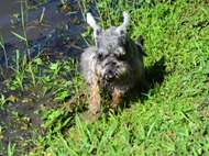 Pets Adventure 9 (28)