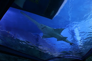 Sawfish