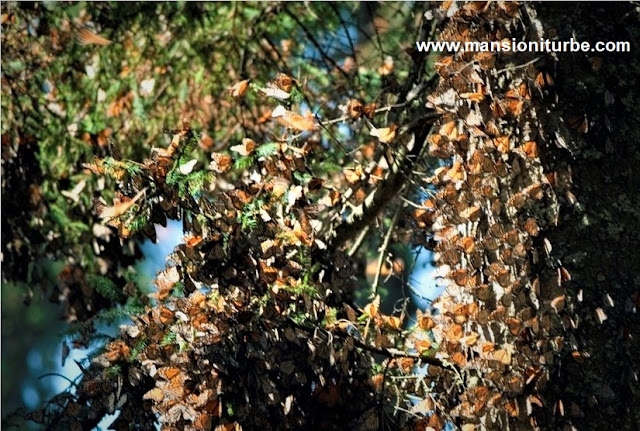 Santuarios de la Mariposas Monarca en Michoacán