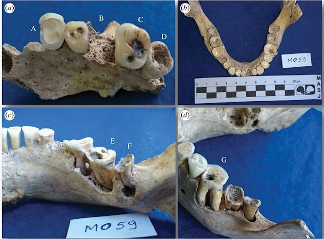 Study puts the Neotropics on the map of the world's food production centres in antiquity